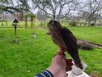 Kestrel 20-12-22.jpg