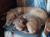 Lucky and Cleo 30.12.jpg