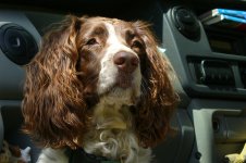 BuzzyBeans.JPG BuzzyBeans.JPG