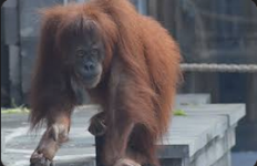 monkey.png monkey.png