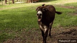 1682757744615.gif