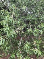 IMG_4249.jpeg IMG_4249.jpeg