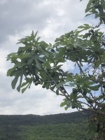 IMG_4250.jpeg IMG_4250.jpeg