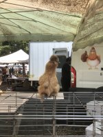 IMG_4745.jpeg
