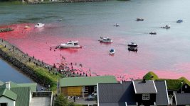 faroe-island-whale-hunt-gty-jef-230714_1689333959679_hpMain_16x9_992.jpg