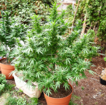plant.png