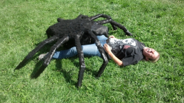 spider.png