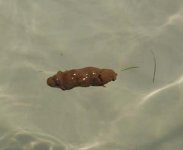 turd.jpg