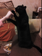jet begging.png jet begging.png