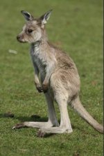 kangaroo.jpg