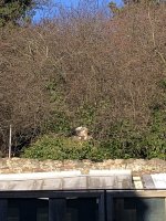 IMG_5450.jpeg