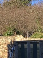 IMG_5449.jpeg