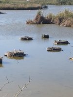 IMG_6260.jpeg IMG_6260.jpeg