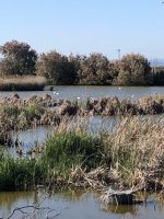 IMG_6259.jpeg IMG_6259.jpeg