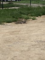 IMG_6553.jpeg IMG_6553.jpeg