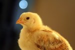 chicken.jpg