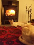 Henry & Bailey by the stove 2009.jpg