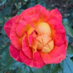 WP_20181010_16_15_22_Rich (2).jpg