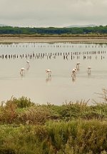 IMG_2477.jpeg IMG_2477.jpeg