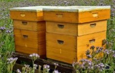 bee hives.jpg