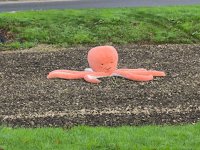 Duck Island Octopus.jpg