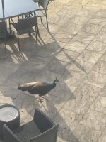 IMG_2934.jpeg