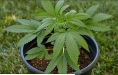 weed.jpg