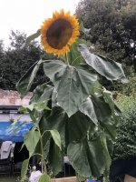 IMG_8261.jpeg