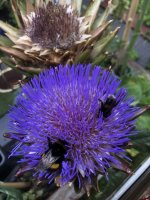 IMG_8263.jpeg
