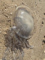 IMG_3499.jpeg