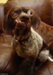 Crazy_Dog.jpg