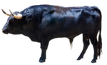 bull.png