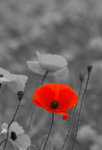 Poppy.jpg