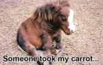 Who's took his carrot.jpg