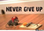 never-give-up-mice_o_302658.jpg never-give-up-mice_o_302658.jpg