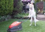 dog_shepherd.jpg