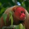 uakari_4.jpg