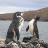 galapagos_penguin.jpg