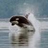 killer_whale4.jpg