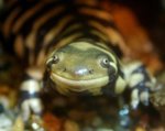 tiger_salamander1.jpg