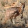 kangaroo3.jpg