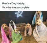 doggy christmas.jpg