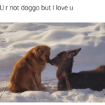 dog and dear.png