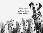 dalmation.jpg