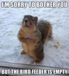 cute-squirrel-memes.jpg
