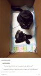 cats.jpg