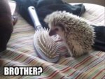 brother.jpg