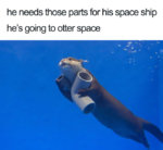 otter.jpg