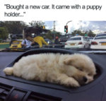 puppy holder.jpg