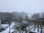 Snow Feb 01 2019-c.jpg